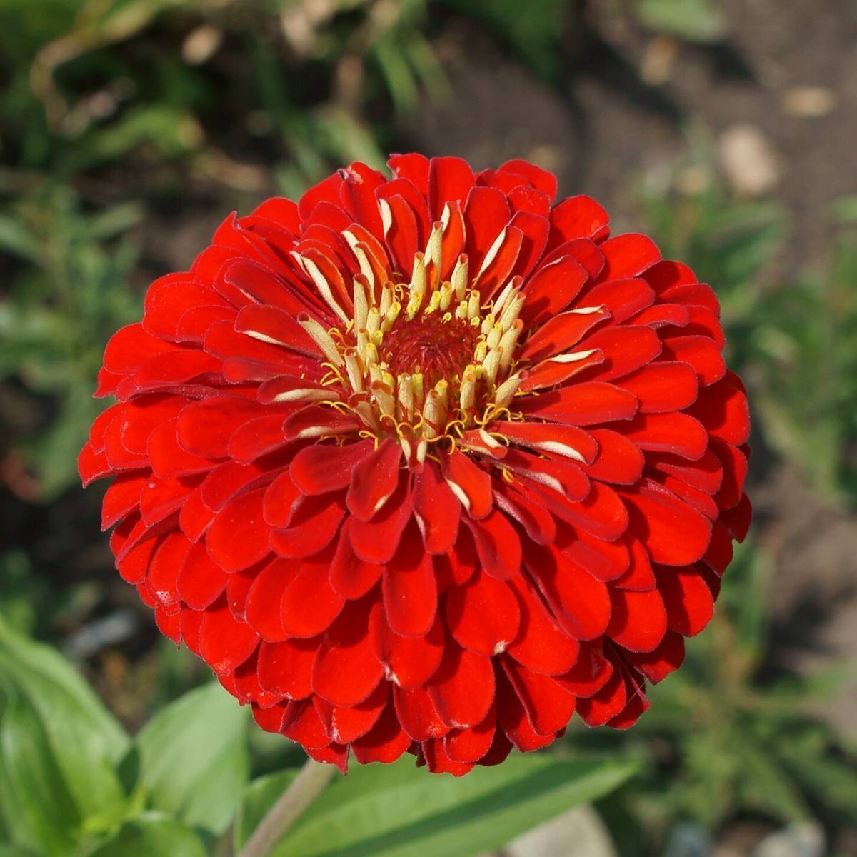 Zinnia- Cherry Red Queen